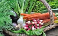 Panier de légumes primeurs : carottes, radis, petits oignons blancs et salade...&nbsp;© Coco, Adobe Stock