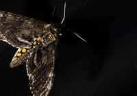 Le capteur est tellement petit et léger qu’il peut être transporté par un papillon de nuit. © Mark Stone, University of Washington