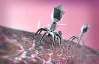 Le phage infecte sa bactérie cible et la tue. © evve79, Fotolia