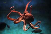La pieuvre commune Octopus vulgaris, en photo ici, réussit à ne pas faire de nœuds avec ses bras car ses ventouses n'adhèrent pas à sa propre peau. © Wladimir Wrangel, Fotolia