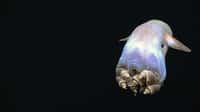 Une des espèces appartenant au sous-ordre de Grimpotheutis, des céphalopodes pélagiques des abysses. © Noaa, Okeanos Explorer