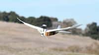Constitué de véritables plumes de pigeon, ce drone est capable de changer la forme de ses ailes comme un oiseau. Il peut déployer ses plumes ou en les resserrer. © Lentink Lab, Stanford univ. 