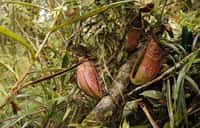 Nepenthes cabanae, la nouvelle espèce de plante carnivore découverte aux Philippines. © N.E Lagunday