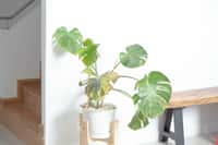 Votre plante fait grise mine, quelques gestes simples peuvent lui redonner vie. © Parkin, Adobe Stock