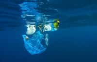 La pollution de l’océan Pacifique par les matières plastiques est inquiétante. © aryfahmed, Fotolia