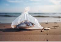 La diminution de l'oxygène dans les océans fait périr beaucoup d'espèces de poissons, et permet à d'autres, comme les méduses, de proliférer. © Mighty, Adobe Stock