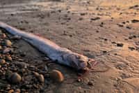 Pourquoi ce poisson géant venu des profondeurs intrigue-t-il les scientifiques ? © Institut d'océanographie Scripps