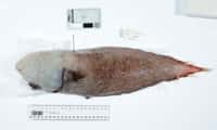 L’étrange poisson sans visage. © Museums Victoria, CSIRO
