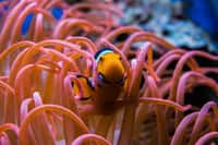 Il suffit d’une dizaine de crevettes Caridina japonica pour entretenir un aquarium de 100 litres. © Pixabay 