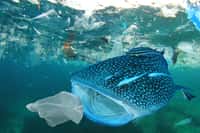 Les déchets plastique dans les océans menacent la biodiversité marine. Leur quantité pourrait doubler d'ici 2030, d'après un rapport du WWF. © Richard Carey, Fotolia