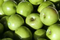 Les pommes constitueraient un fruit très efficace pour lutter contre l'hypercholestérolémie. Mais s'il est important de manger sainement pour une bonne santé, l'alimentation ne doit pas se substituer aux traitements prescrits. © Fir002, Wikipédia, cc by nc 3.0