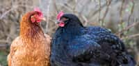 Les poules rougissent lorsqu'elles sont soumises à des émotions fortes, notamment lors d'une capture. © n3d-artphoto.com, Adobe Stock