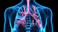 Les poumons n’ont pas qu’un rôle respiratoire : leurs vaisseaux seraient le site d’une importante production de plaquettes sanguines. © PIC4U, Fotolia
