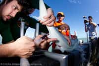 Austin Gallagher prélève le sang d’un requin qui sera libéré pour déterminer son niveau de stress à la suite de sa capture. © Christine Shepard