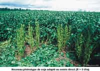 Plus des deux tiers des cultures de soja sur la planète sont génétiquement modifiées. Le soja non transgénique coûte désormais plus cher que le soja OGM. © eLaboureur, Flickr, DR
