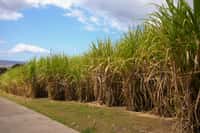 Plantation de canne à sucre pour du biocarburant, matière première nécessaire à la fabrication d'éthanol. Elle est la première plante cultivée à l'échelle de la planète et représente ainsi 23 % de la masse agricole produite. © Romain Decker, cc by nc nd 2.0