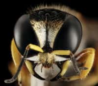 Une abeille ne pourra jamais être grosse comme un chien. © USGS, Unsplash