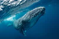 Le baleine bleue est le plus gros animal vivant sur la planète. © Earth theater, Fotolia