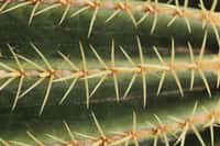 Le cactus en coussin Echinocactus grusonii possède des épines extrêmement solides, mais relativement faciles à ôter. © Björn S