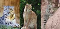 10 espèces de félins menacées d’extinction. © Tambako the Jaguar, Steve Slater, Andean Cat Alliance