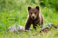L’ourson et le petit de l’ours. © WildMedia, Adobe Stock
