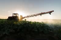 Le Costa Rica est le premier utilisateur de pesticides par hectare. © Dusan Kostic, Fotolia