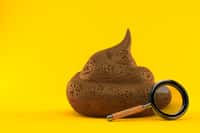 Les selles sont colorées en marron par un pigment, la stercobiline, fabriqué par l’intestin. © Talaj, Adobe Stock