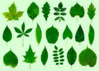 Quiz : la forme des feuilles d’arbres. © photka, Adobe Stock