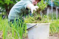Les moyens écologiques pour se débarrasser des mauvaises herbes. © stopabox, Adobe Stock