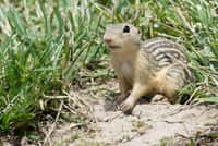 Le spermophile rayé est un écureuil terrestre qui peut hiberner jusqu’à huit mois sans boire. © Kelly Colgan Azar, Flickr