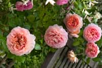 Le marcottage des rosiers anciens en particulier&nbsp;permet de reproduire des variétés rares. © Créafolios pour Futura, reproduction interdite