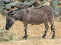 Cet hybride de zèbre et d’âne est un zébrâne. Cet animal étant généralement stérile, la pollution génétique s’arrête à la première génération. © Sannse, Wikimedia CC by 3.0