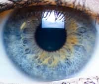 L'iris est une membrane située entre la cornée et le cristallin, et percée d'un trou, la pupille. Deux muscles lisses entourent cette membrane, l'un pour la tendre, l'autre pour la replier. Ces mouvements (réflexes) font varier le diamètre de la pupille, pour ajuster la quantité de lumière pénétrant dans l'œil, à la manière du diaphragme d'un appareil photo. Des cellules pigmentaires sont présentes dans l'épithélium et le stroma de l'iris. Leur nombre et leur disposition conduisent à des colorations variées. © Laitr Keiows, CC by-nc-sa 3.0