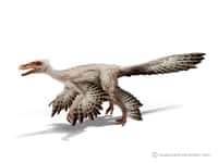 Le Microraptor fait partie des petits dinosaures. © Courtesy of Jon Hughes, www.pixel-shack.com