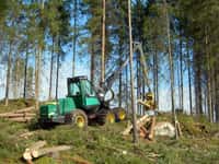 L'abattage d'un arbre peut être manuel ou mécanisé © Heikki Valve, Wikimedia Commons, CC BY-SA 3.0
