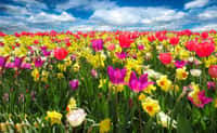 Champs de tulipes et jonquilles. © Blende12, Pixabay, DP