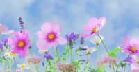 Cosmos et lavandin, les premières fleurs du printemps. © DreamyArt, Pixabay, DP