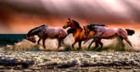Comment partager un troupeau de chevaux en suivant les dernières volontés d'un défunt. © ATDSPHOTO, Pixabay, DP