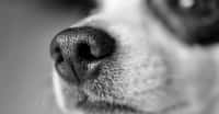 300 millions de récepteurs olfactifs – contre 5 millions seulement pour l’homme –, c’est ce qui rend l’odorat du chien aussi performant. Un odorat qui lui permet même de sentir lorsque nous sommes malades. © Jade87, Pixabay License
