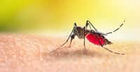 Le moustique femelle pique alors que le moustique mâle ne pique pas. Mais il y a d’autres différences entre les deux. Ici, un moustique femelle, teinté de rouge, par exemple. © wirakorn, Adobe Stock