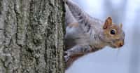 L’écureuil gris est originaire d’Amérique du nord. En Europe, il est considéré comme une espèce invasive qui concurrence son cousin, l’écureuil roux et nuit aux arbres en les écorçant. Mais il ne figure pas au top 5 des espèces invasives qui nous coûtent le plus cher.&nbsp;© quietbits, Adobe Stock