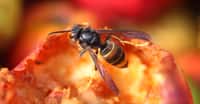 Les frelons asiatiques, tueurs d’abeilles, peuvent aussi être dangereux pour l’homme. Mais il existe quelques astuces pour éviter les piqûres. © galam, Fotolia