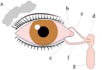 Les glandes lacrymales produisent des larmes qui finiront par s'évacuer par le nez. (a = Glande lacrymale ; b = Point supérieur lacrymal ; c = Canal lacrymal supérieur ; d = Sac lacrymal ; e = Point lacrymal inférieur ; f = Canal lacrymal inférieur ; g = Canal nasolacrymal). © FML, Wikimedia, CC by-sa 2.5