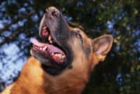 En cas de morsure de chien, un rappel antitétanique est très recommandé. © Phovoir