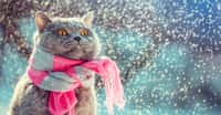Pour protéger votre chat du froid, il n’est pas nécessairement utile de lui faire porter une écharpe. © vvvita, Fotolia