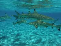 Requins à pointes noires à Bora Bora. © Supertoff, Wikimedias Commons by-sa 3.0