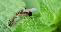 La reine des fourmis est surtout reconnaissable par sa taille, bien supérieure à celle des autres fourmis de la colonie. © Pavol Klimek, Adobe Stock
