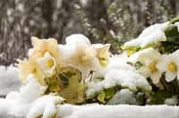 La rose de Noël n'est pas une rose d'hiver, il s'agit d'une plante qui se développe à l'état sauvage et qui est capable de s'épanouir à plusieurs périodes de l'année. © Joséphine, Adobe Stock