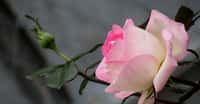Rose blanche, délicate et parfumée. © Ellen Chan, Pixabay, DP