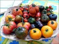 La recolte des tomates. Crédits : Photo Michel Caron